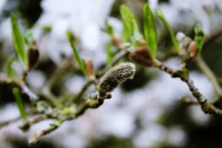 Branches nature weeping willow photo