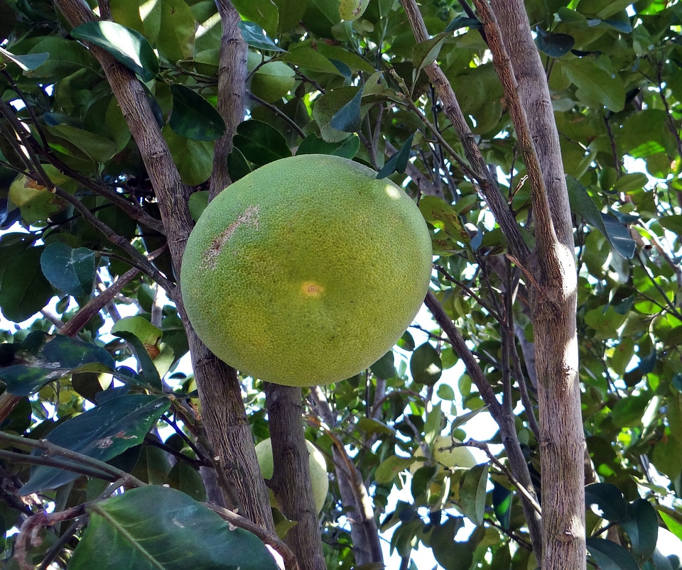 Fresh yellow healthy