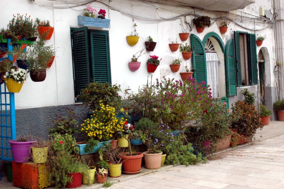Plants italy peace
