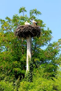 Stork bird storchennest