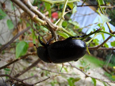 Black beetle rhino biology