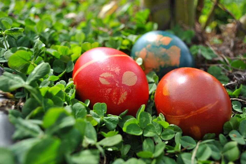Spring march plant
