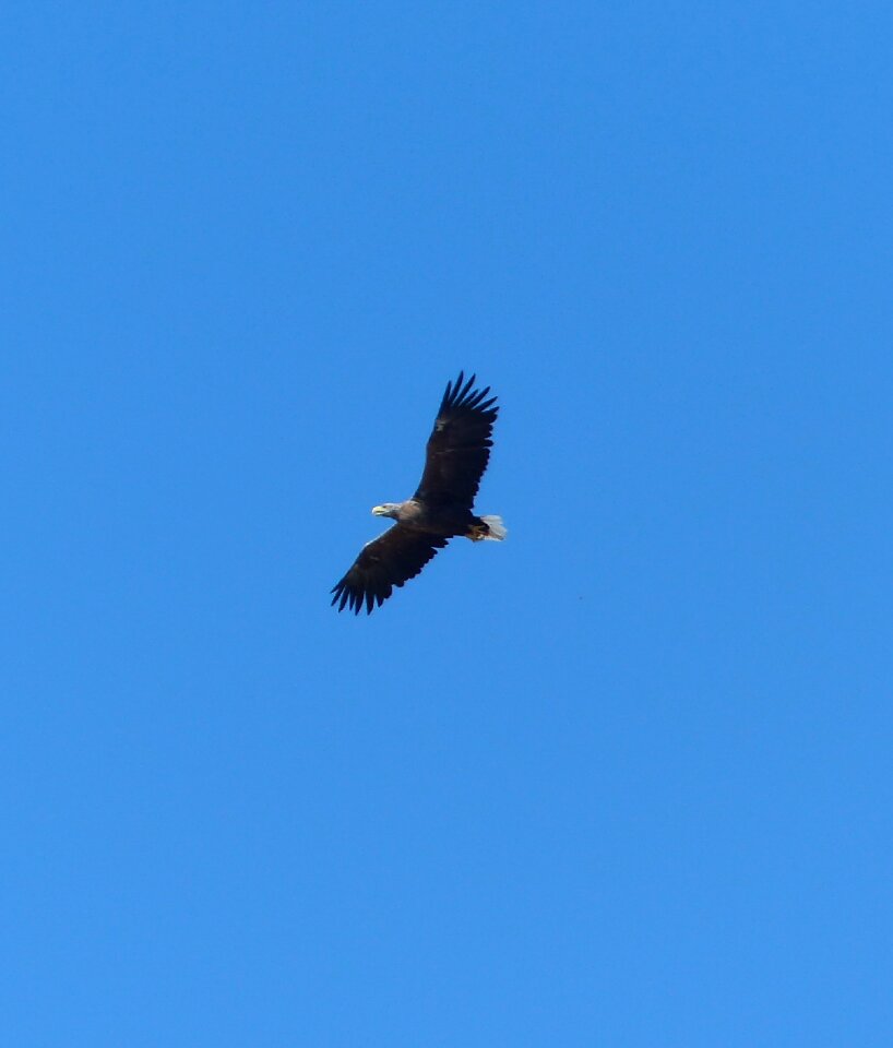 White tailed eagle on usedom