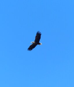 White tailed eagle on usedom