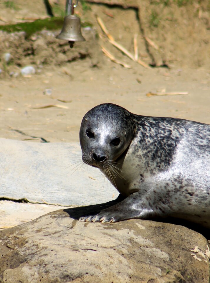 Seal zoo water
