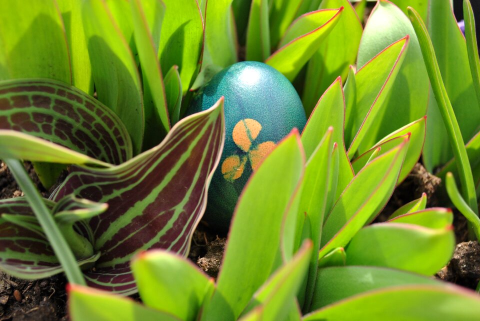 Spring march plant
