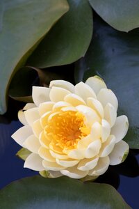 Water lilies water lily flowers photo