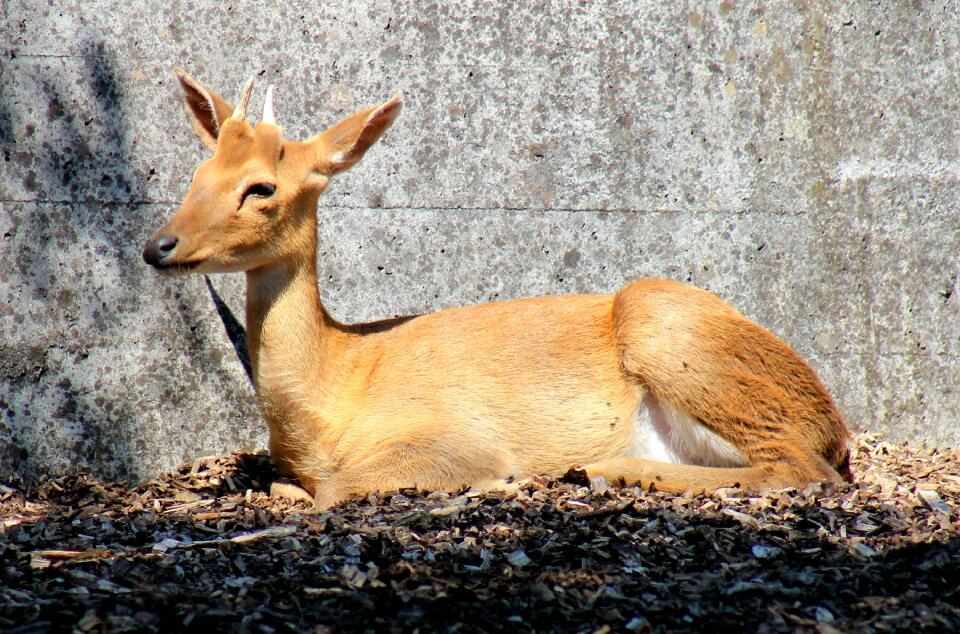 Eld's deer hirsch paarhufer
