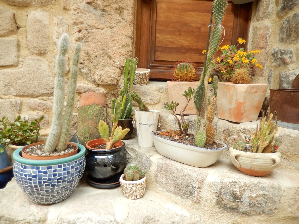 Cactus plants nature