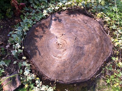 Tree stump time transient photo