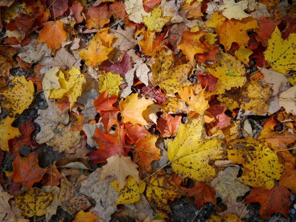 Autumn leaves color november photo
