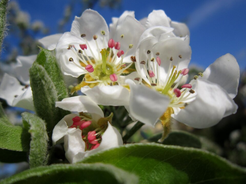 Blossom inflorescence blossom