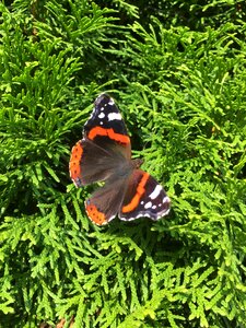 Insect butterfly Free photos