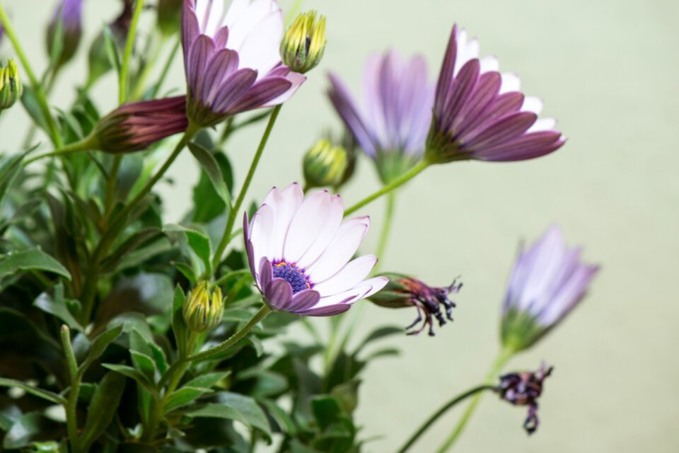 Flower white blue violet