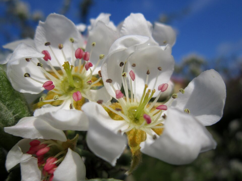 Bloom spring nature