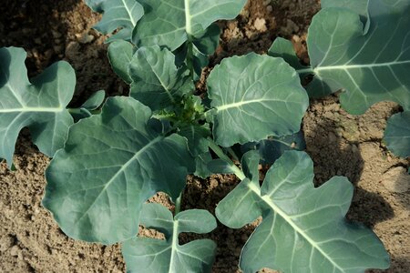 Broccoli agricultural products crop