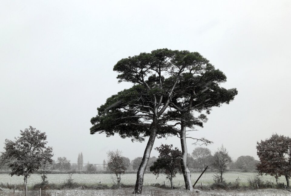 Trees snowing