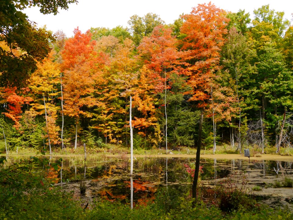 Trees nature october