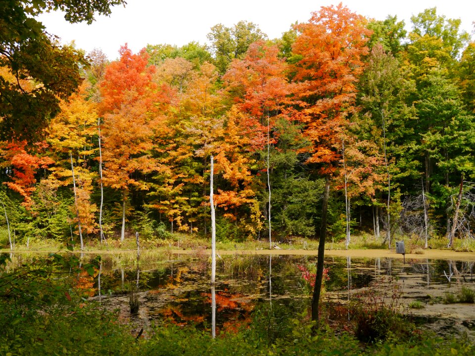 Trees nature october photo