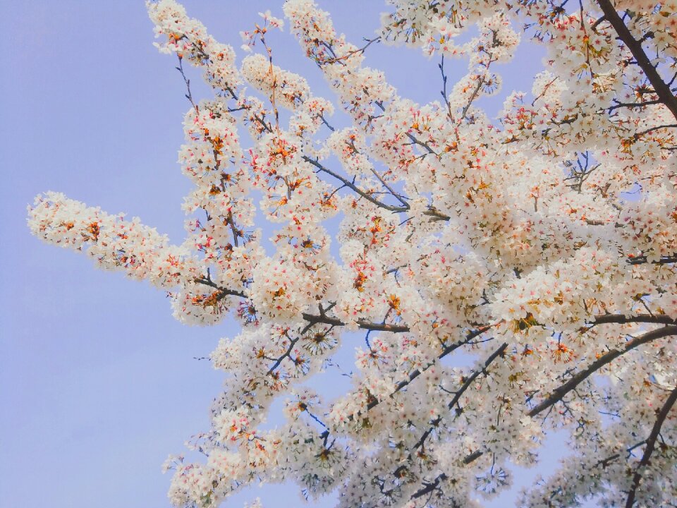Cherry blossom spring flowers