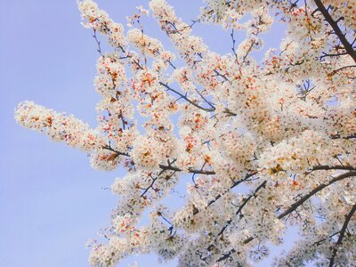 Cherry blossom spring flowers