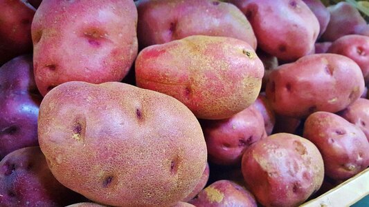 Tuber vegetable produce photo