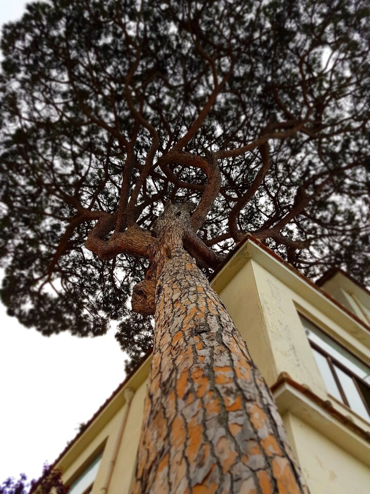 Gallery tree italy