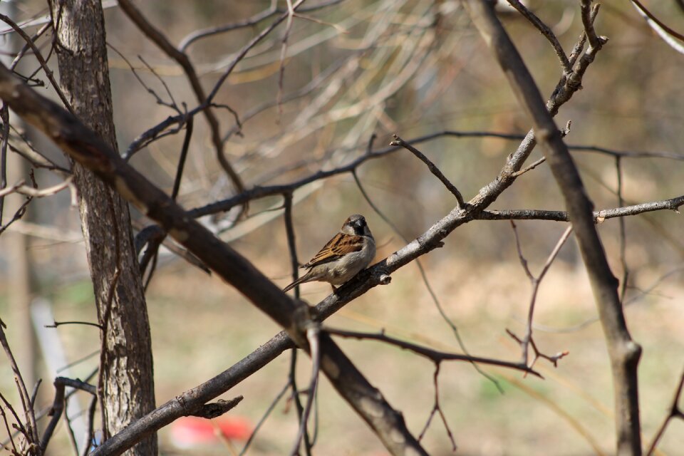 Branches bird