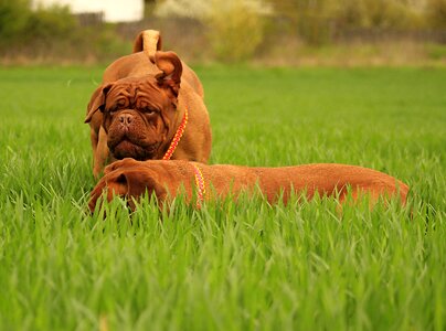 Mastiff de french
