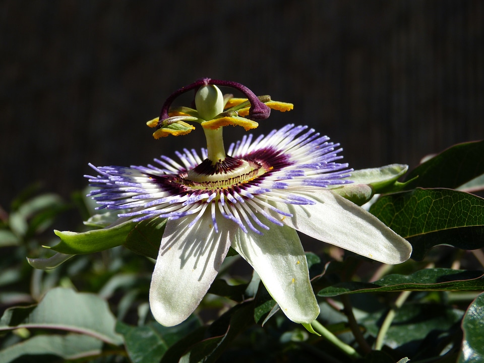 Passion vines blossom purple