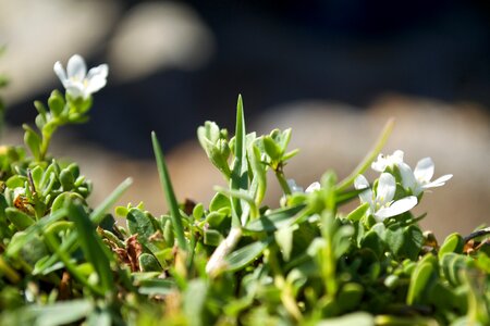 Green prado wild