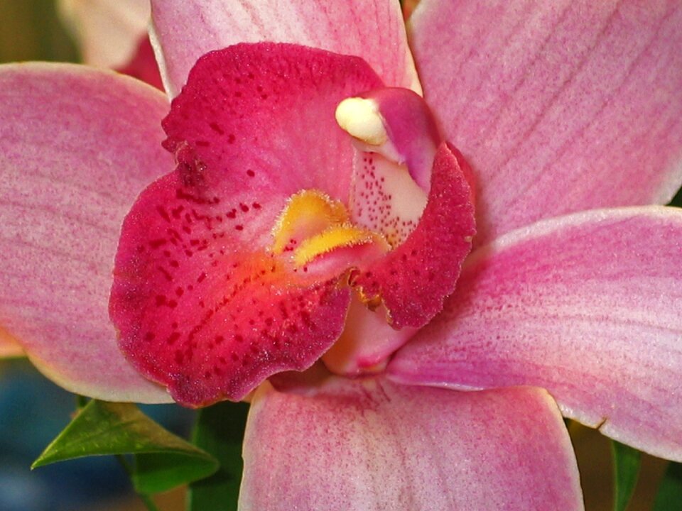 Flower plant houseplant