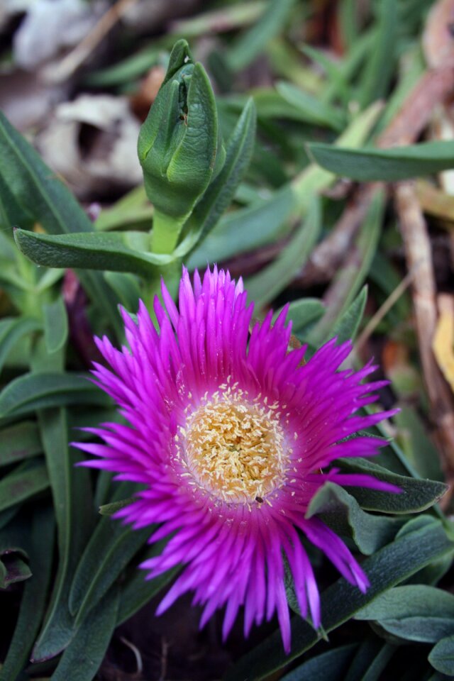 Bloom blossom plant