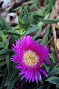 Bloom blossom plant