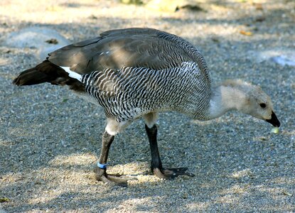 Bird young bird animal