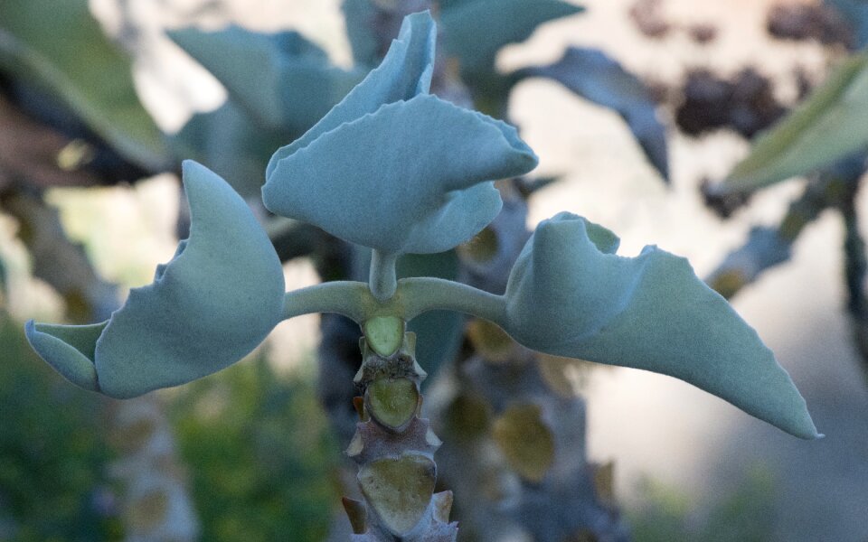 Thorny skewers cactus