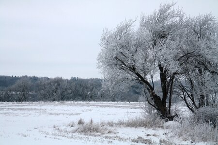 Frost landscape weather