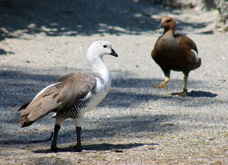 Bird young bird animal