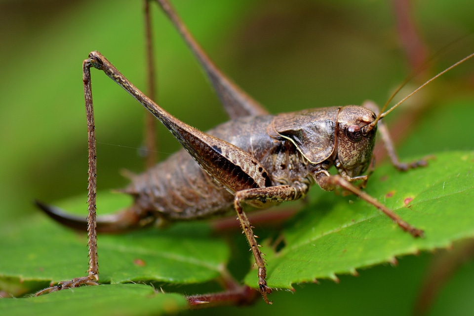Nature bug macro