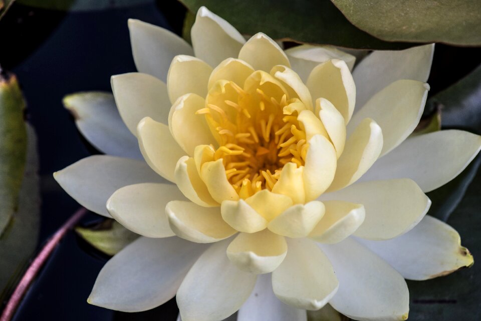 Water lilies water lily flowers
