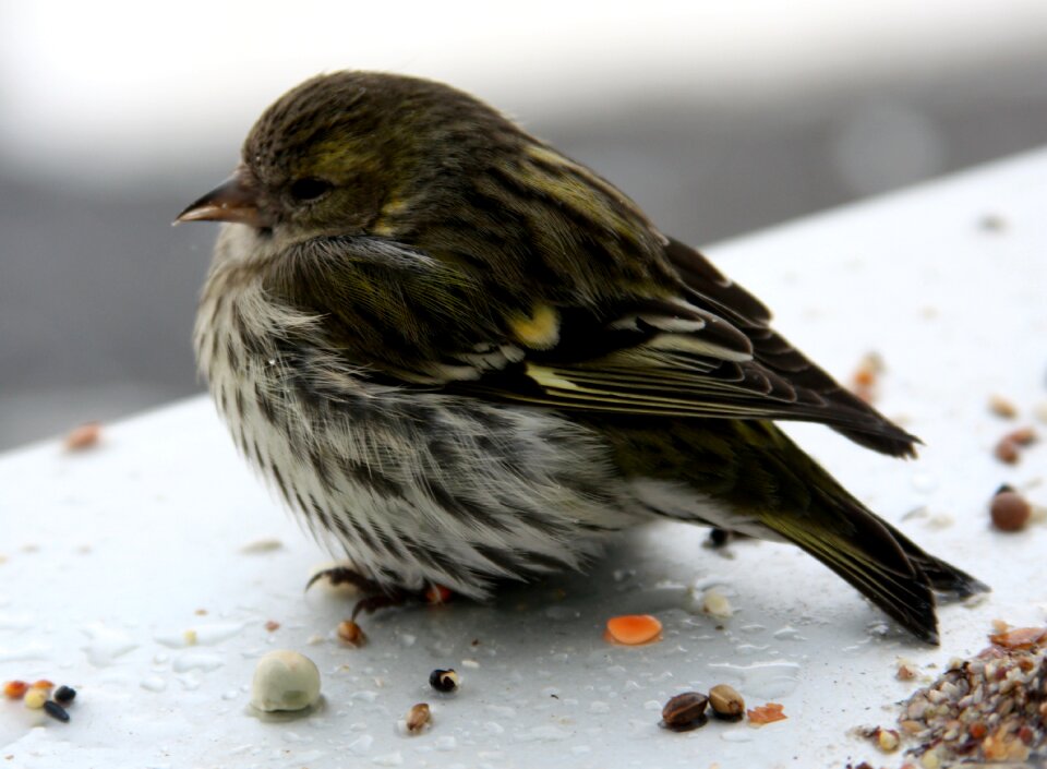 Female window sill winter