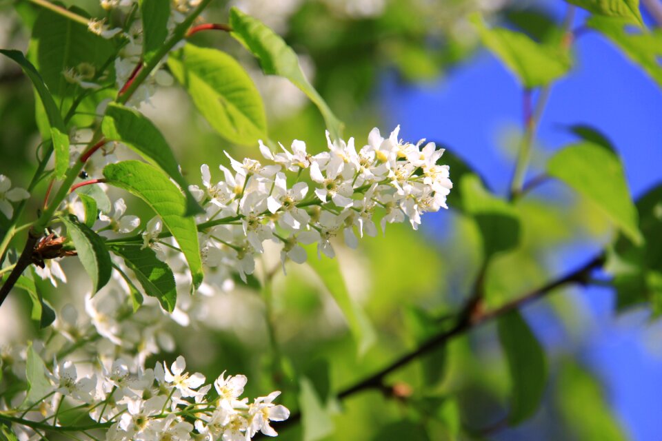 Summer flower nature summer plant