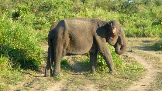 Elephant sri lanka national park photo