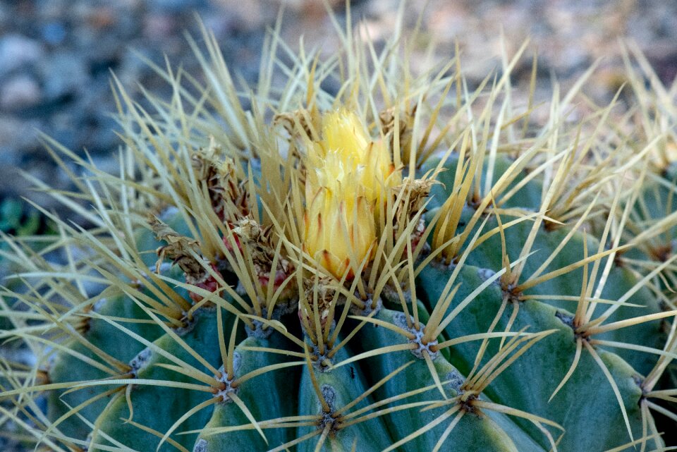 Thorny skewers cactus