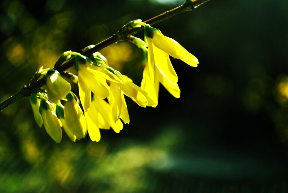 Flower natural spring