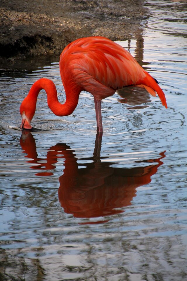 Water bird pink flamingo nature