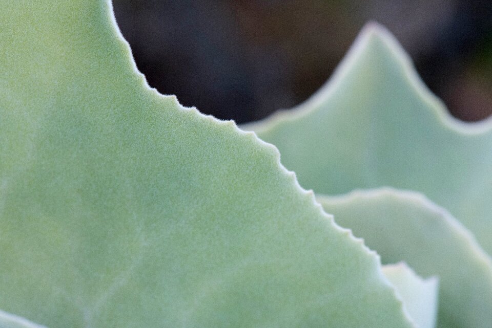 Thorny skewers cactus