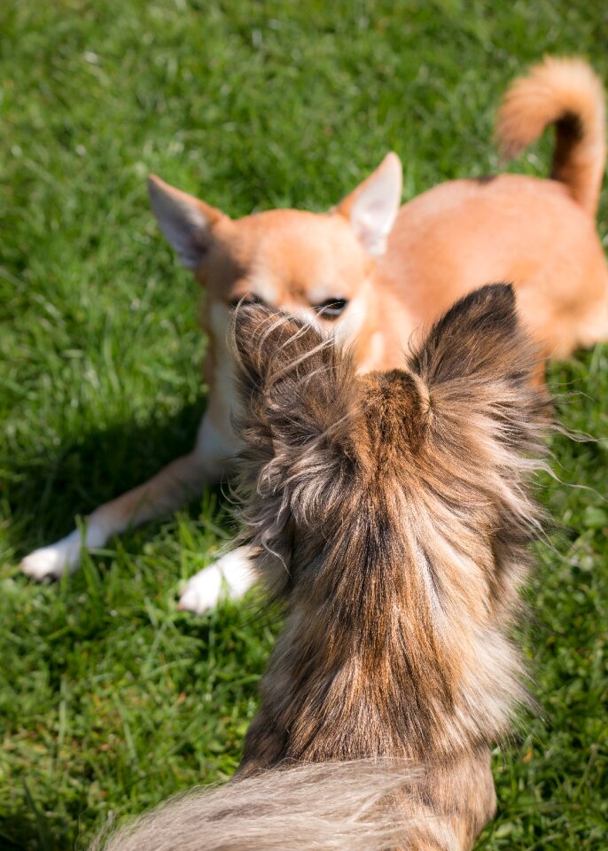 Play small small dog
