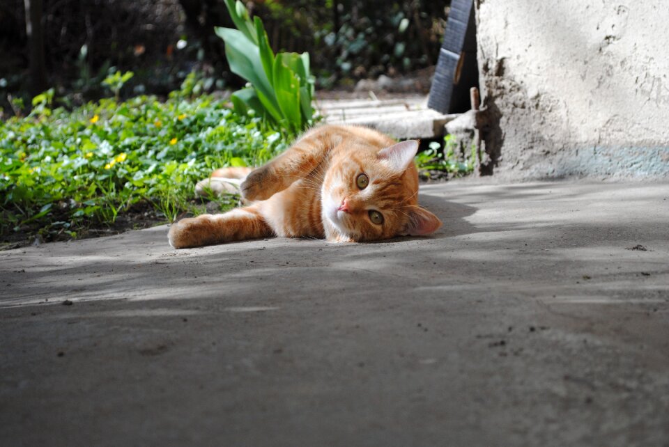 Animal domestic cat pet