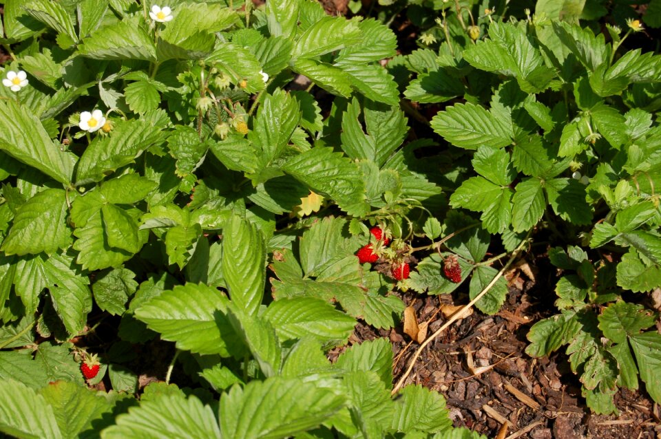 Garden plant strawberry